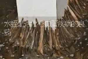 水蛭是治疗心血管疾病的良药