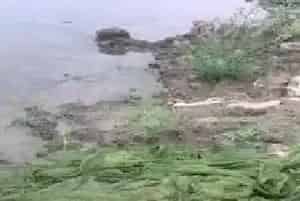 河蟹池塘青苔的成功处理案例