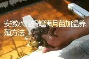 安徽水蛭蚂蝗满月苗加温养殖方法
