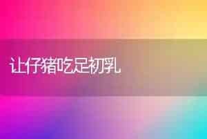 让仔猪吃足初乳