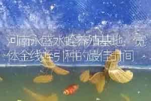 河南永盛水蛭养殖基地：宽体金线蛭引种的最佳时间