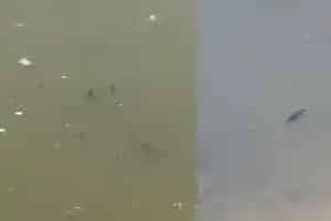 成功处理因药物残留引起鳜鱼苗中毒