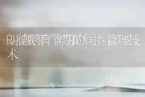 朗德鹅育雏期的饲养管理技术