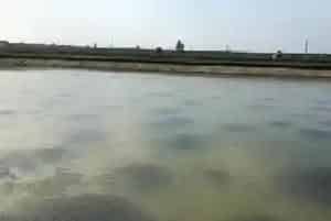 年河蟹养殖问题第一讲：泥混