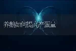 养鹅如何提高产蛋量