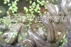 水蛭在藕池中进行养殖有哪些好处?