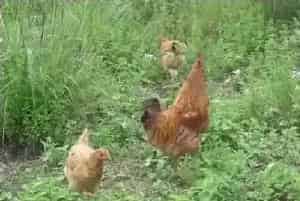 草鸡养殖技术4个要点分析