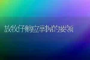 放牧仔鹅应掌握的要领