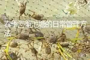 春季河蟹池塘的日常管理方法