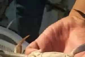 降温之后河蟹如何管理?
