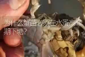 河蟹池塘解毒