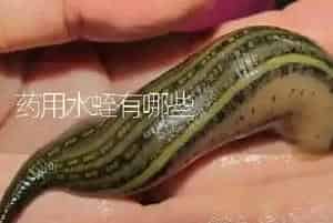 药用水蛭有哪些