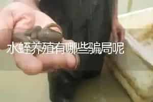 水蛭养殖有哪些骗局呢