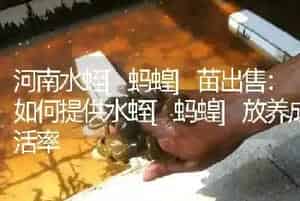 河南水蛭[蚂蝗]苗出售：如何提供水蛭[蚂蝗]放养成活率