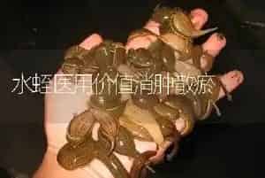 水蛭医用价值消肿散瘀