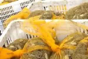 低温天气,螃蟹如何安全度过?