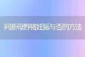 判断母野猪妊娠与否的方法