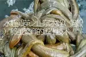 水蛭卵茧之山东水蛭(蚂蝗)卵茧繁育的孵化技术
