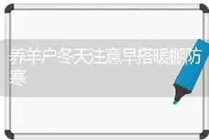 养羊户冬天注意早搭暖棚防寒