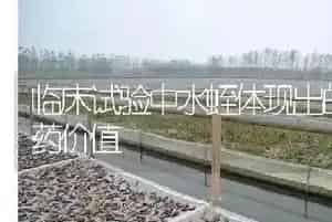 临床试验中水蛭体现出的医药价值