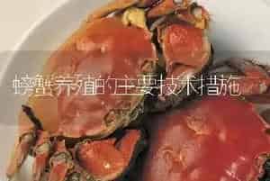 螃蟹养殖的主要技术措施