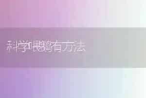 科学喂鹅有方法