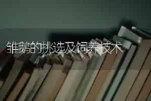 雏鹅的挑选及饲养技术