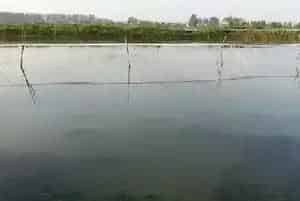 溶氧是河蟹养殖后期池塘维稳的关键