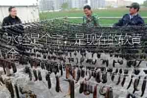 水蛭是个宝,是现在的软黄金