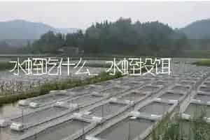 水蛭吃什么？水蛭投饵