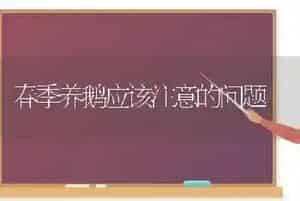 春季养鹅应该注意的问题