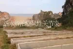 活水蛭治痛风性关节炎