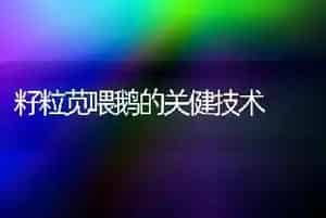 籽粒苋喂鹅的关健技术