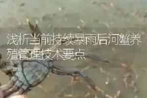 浅析当前持续暴雨后河蟹养殖管理技术要点