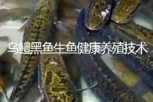 乌鳢黑鱼生鱼健康养殖技术