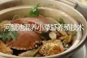 河蟹池混养小草虾养殖技术