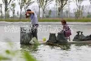 螃蟹成蟹养殖几大误区