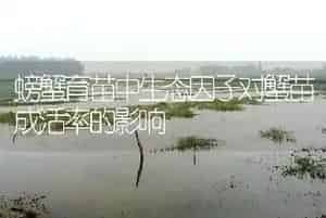 螃蟹育苗中生态因子对蟹苗成活率的影响