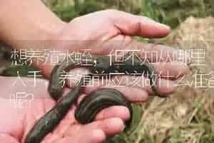 想养殖水蛭,但不知从哪里入手,养殖前应该做什么准备呢?