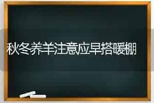 秋冬养羊注意应早搭暖棚