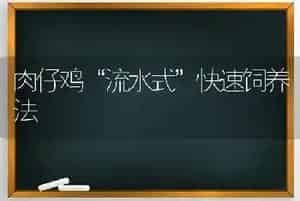 巧喂饲料防畜禽中暑