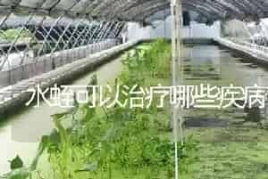 水蛭可以治疗哪些疾病?