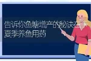 告诉你鱼塘增产的秘诀在于夏季养鱼用药