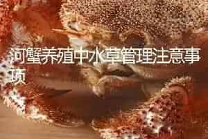 河蟹养殖中水草管理注意事项