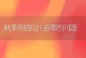 秋季养猪应注意哪些问题