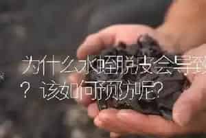为什么水蛭脱皮会导致死亡?该如何预防呢?