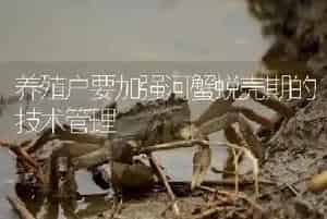 养殖户要加强河蟹蜕壳期的技术管理