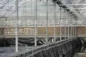 水蛭蚂蝗种苗越冬技术之水蛭越冬周期