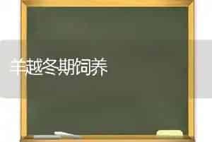 羊越冬期饲养