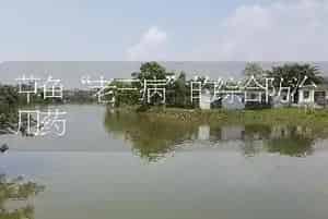 草鱼“老三病”的综合防治用药